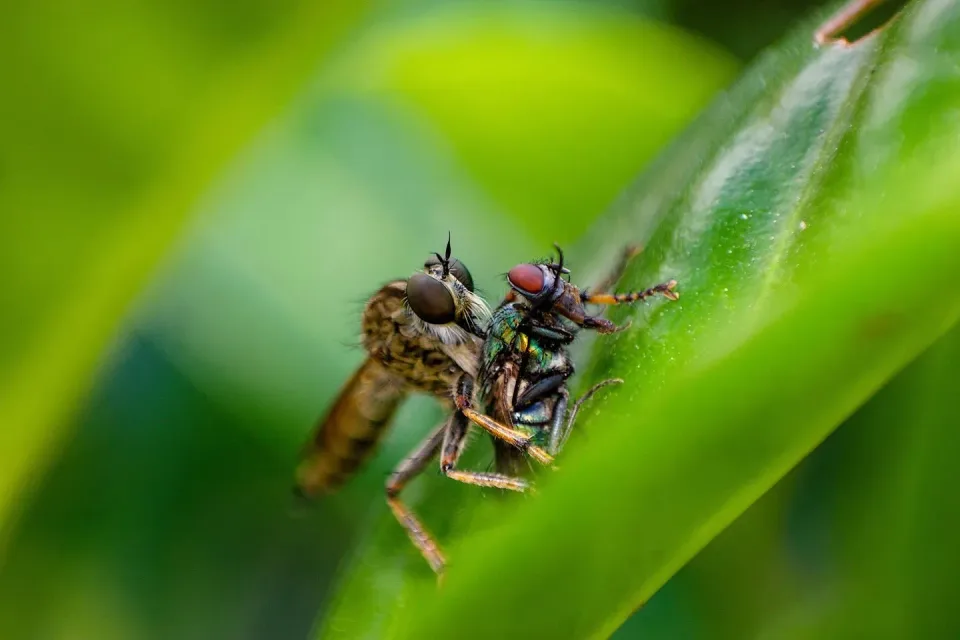 Robber Fly — Pest Control Robber Fly — Pest Control