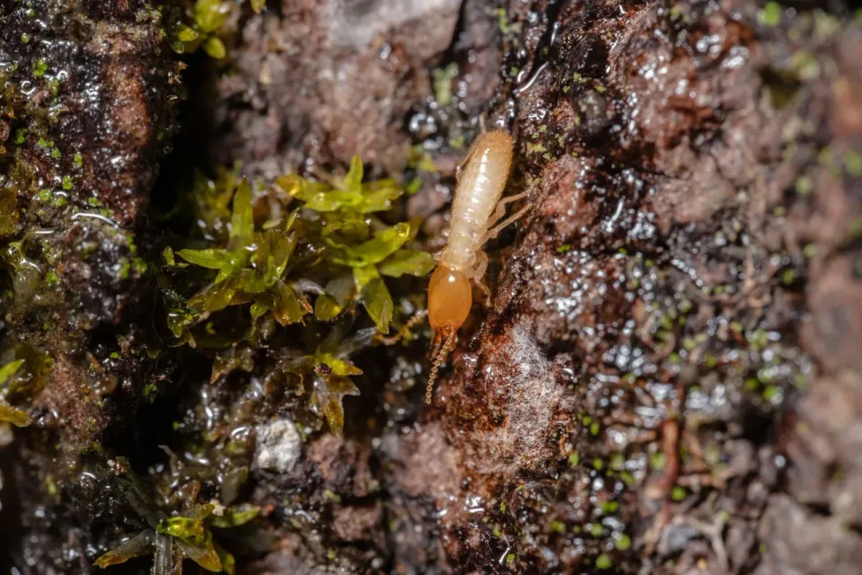 Termite — Pest Control Termite — Pest Control
